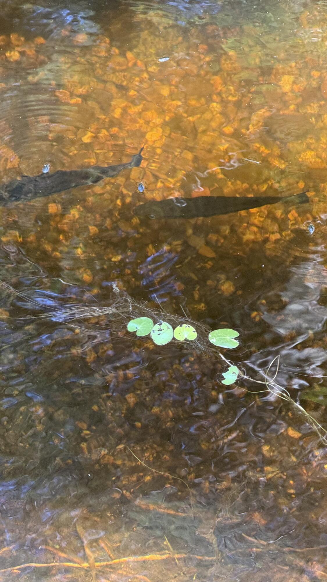 Lot #1 Bucksport Road Ellsworth, ME 04605 - Photo 6 of 9 Pond