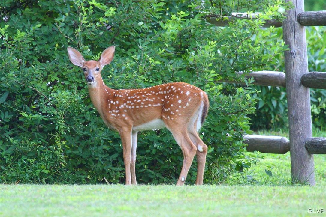 2230 Church Road Bethlehem, PA 18015 - Photo 31 of 32 ONE OF YOUR NEW NEIGHBORS SAYING HELLO!