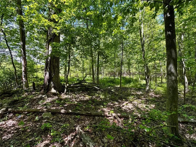a view of a forest with trees