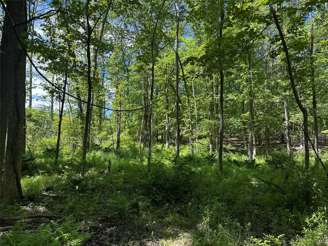 a view of a lush green forest