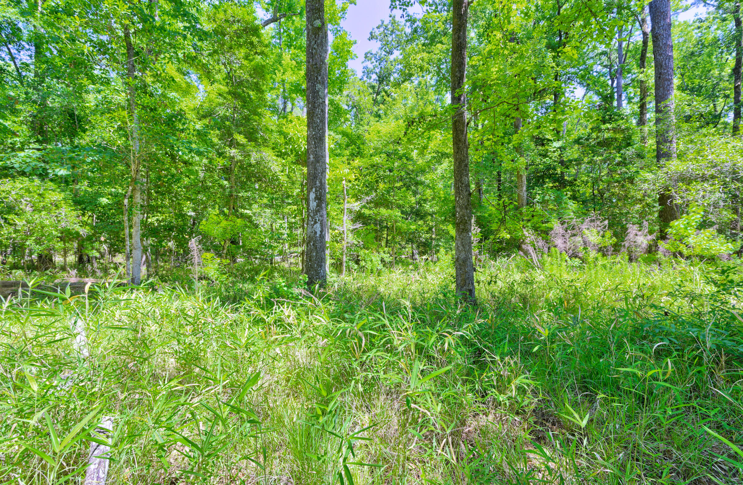 207 Woodlawn Street Walterboro, SC 29488 - Photo 41 of 41 _MG_7034_DxO_5_DxO_6_DxO_7_DxO_8_DxO_Bal