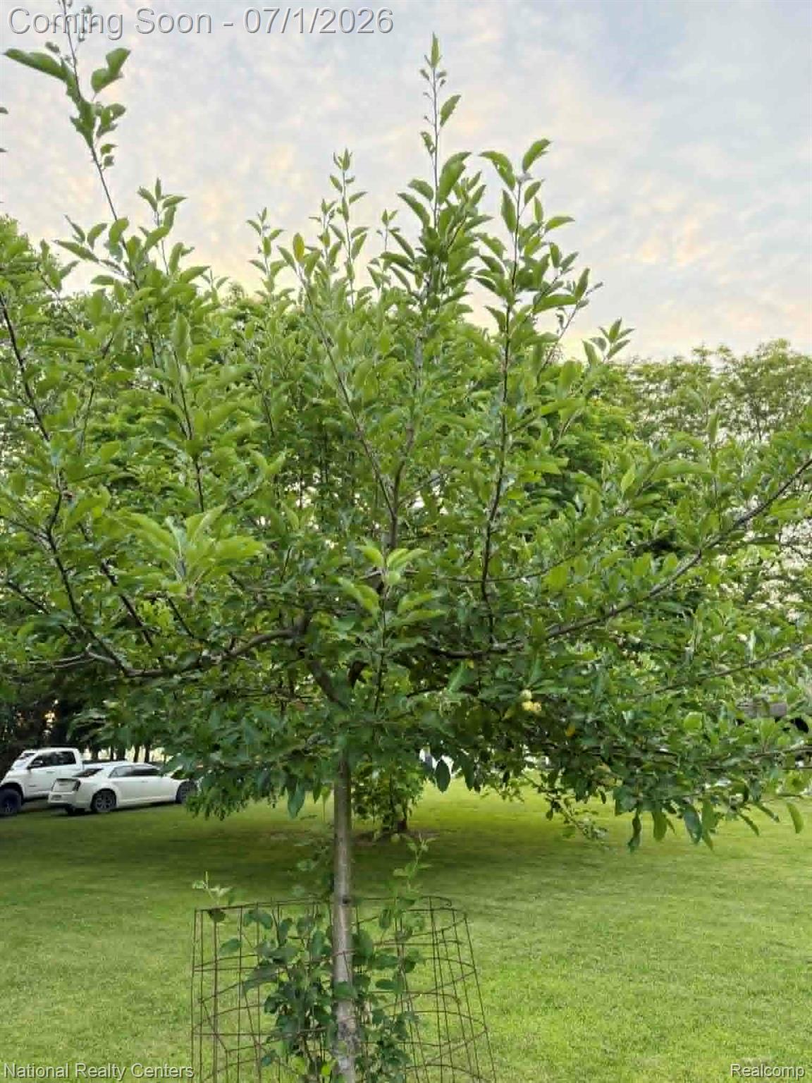 1330 Brauer Road Oxford, MI 48371 - Photo 14 of 54 Established fruit tree with a protective wire cage