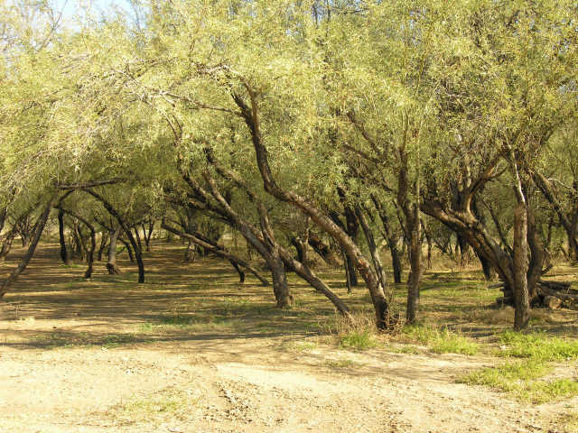 36500 South Rincon Road Wickenburg, AZ 85390 - Photo 5 of 6 Additional Photo