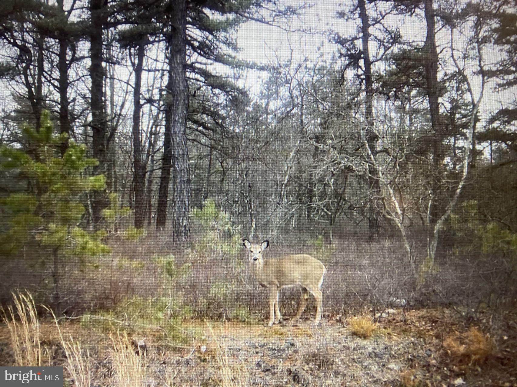 Elk Lane Hazleton, PA 18202 - Photo 19 of 19
