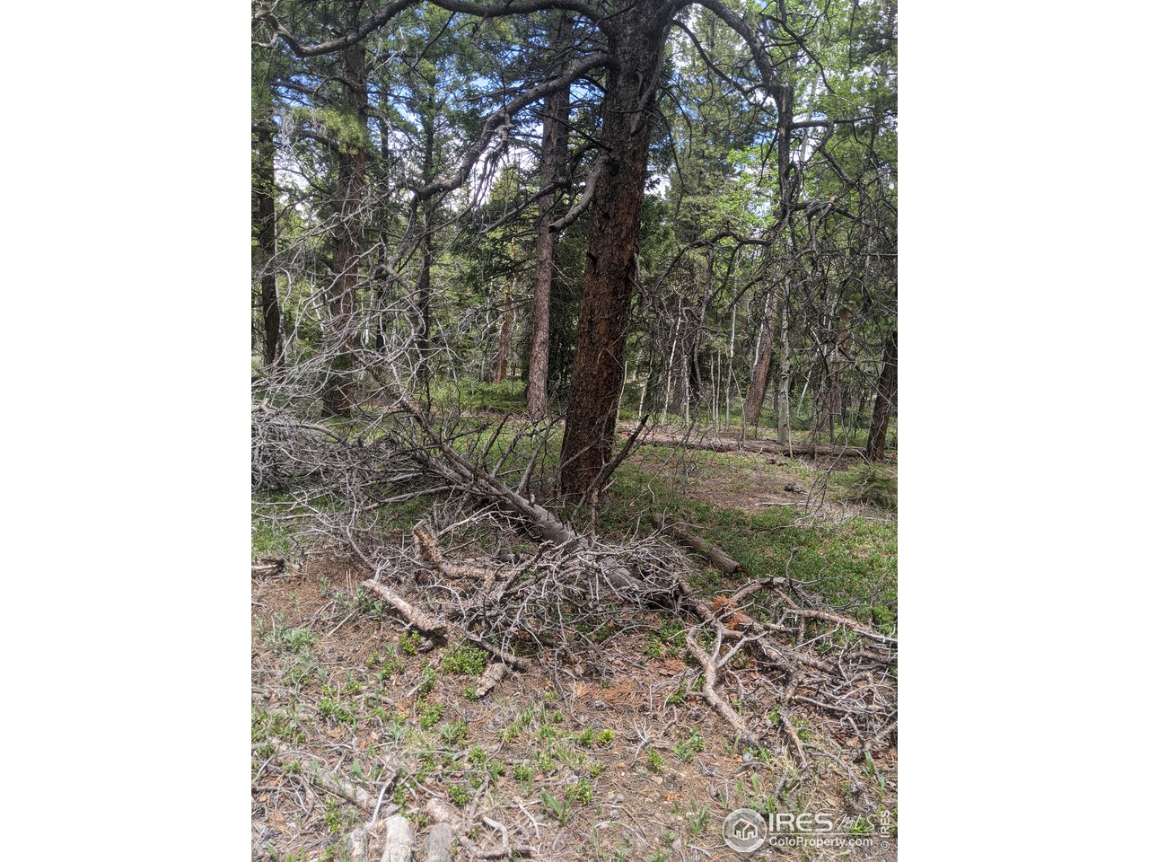 3135 Ridge Road Nederland, CO 80466 - Photo 12 of 14