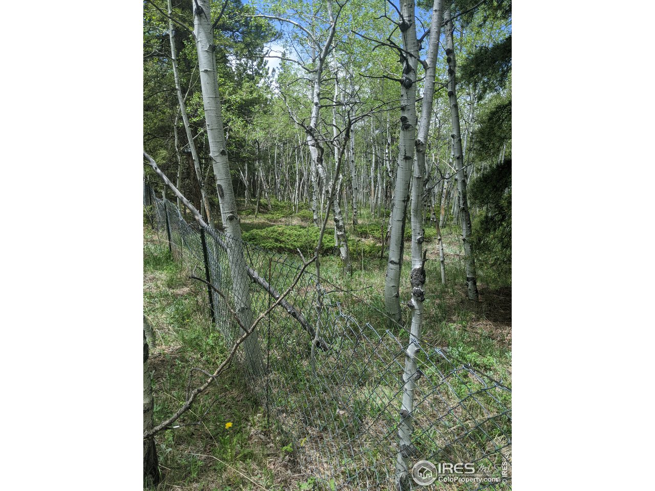 3135 Ridge Road Nederland, CO 80466 - Photo 4 of 14
