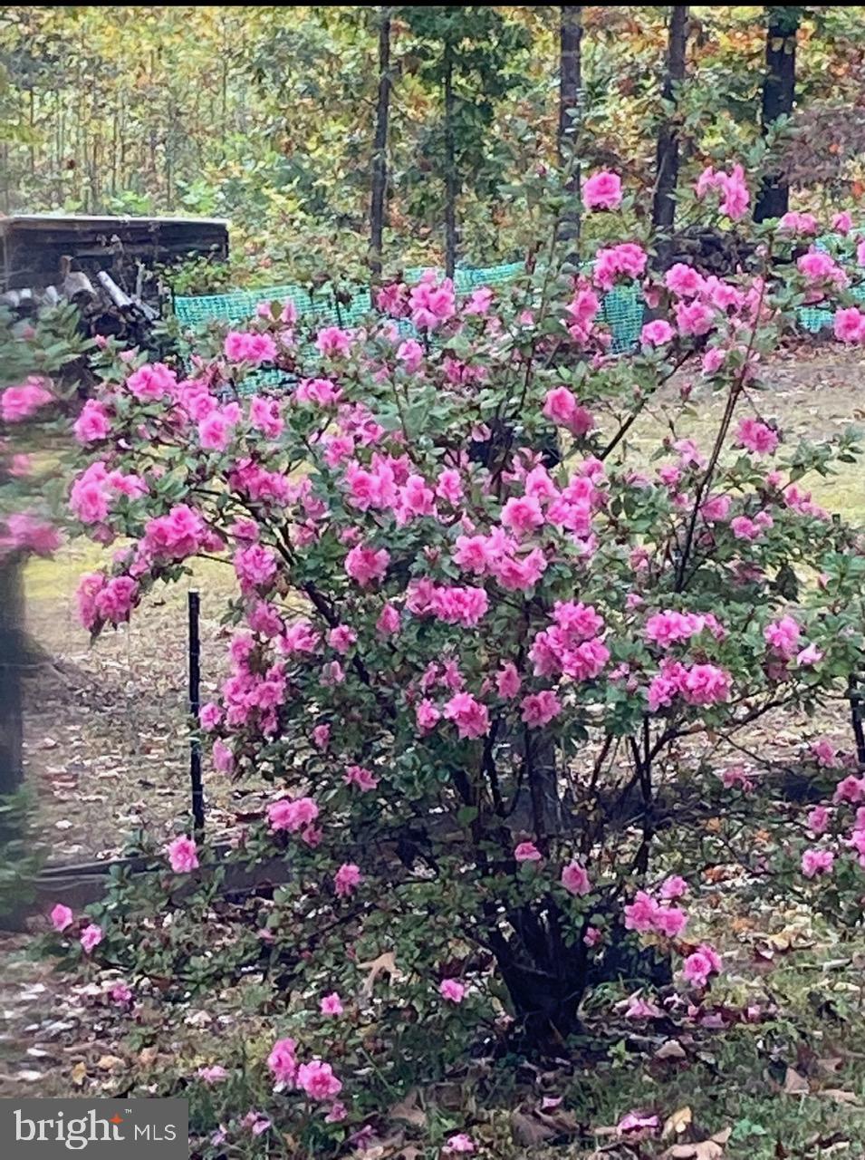 804 Buggy Lane Rochelle, VA 22738 - Photo 8 of 50 a view of yard with flowers and flowers