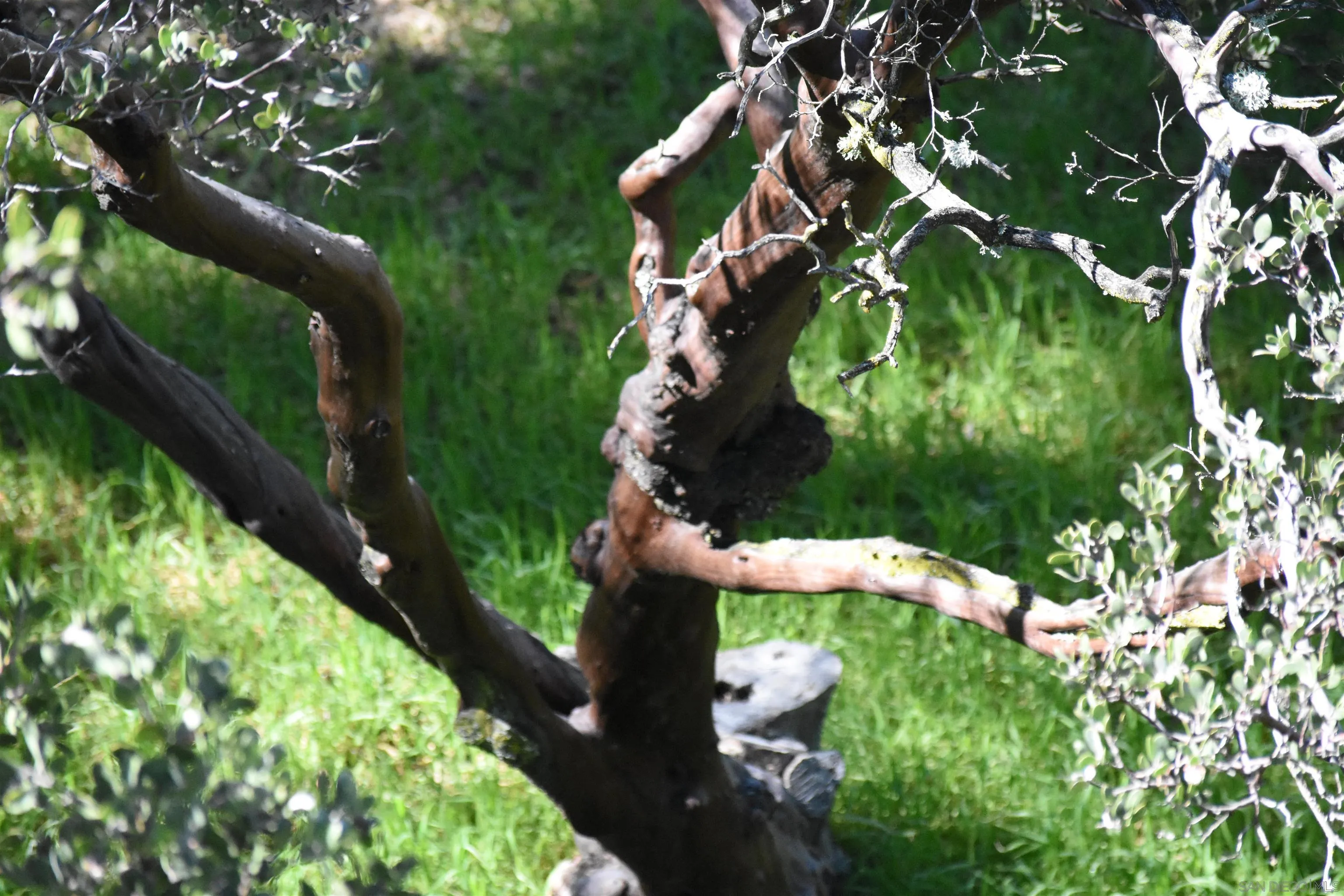 1222 Lakedale Road Santa Ysabel, CA 92070 - Photo 41 of 46 Gallery Image 41