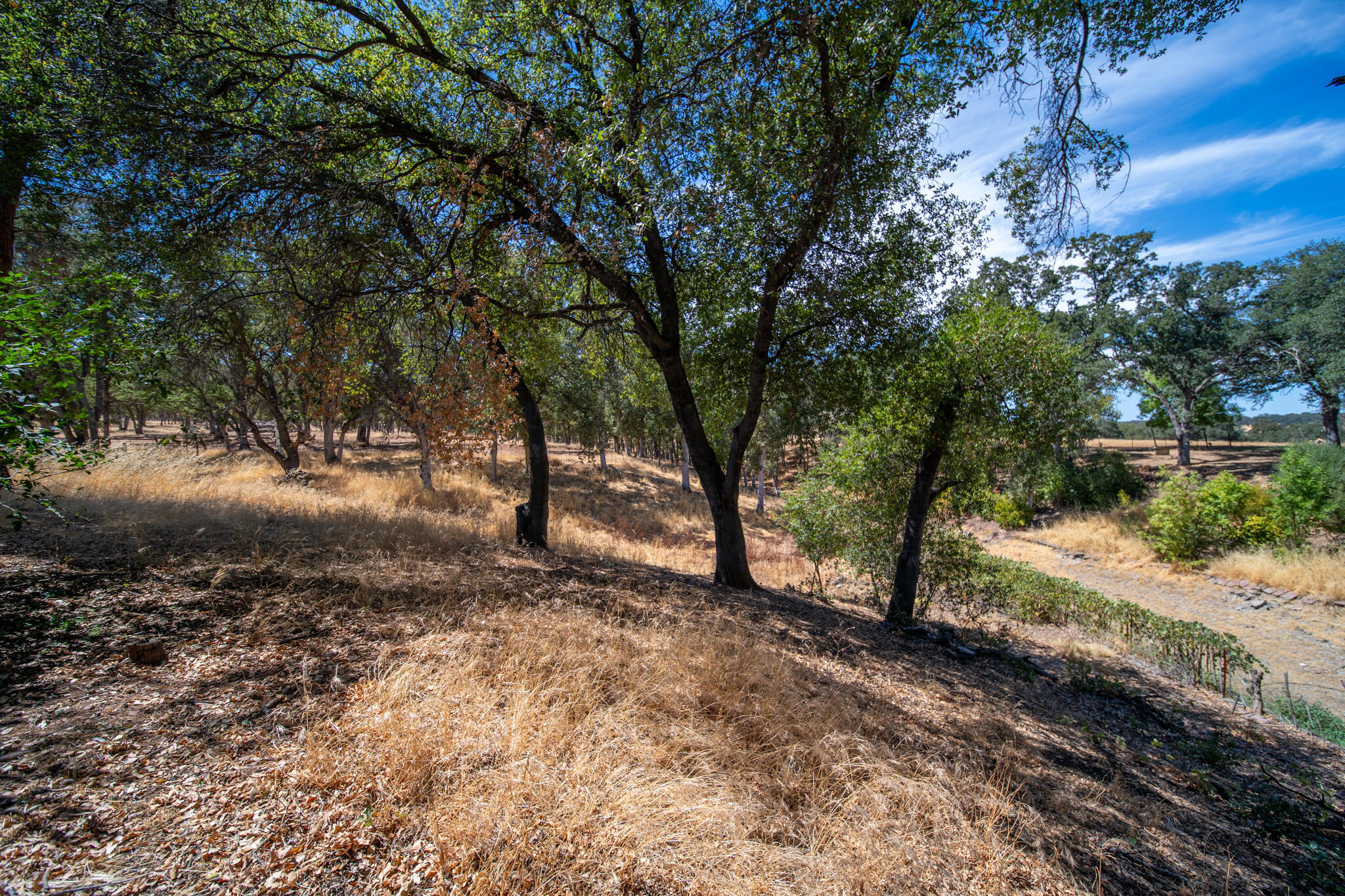 14575 Kinney Avenue Red Bluff, CA 96080 - Photo 35 of 43 a view of a forest with trees