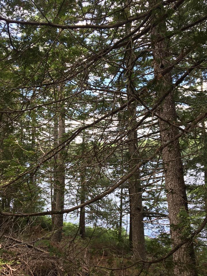 Lot 515 Deer Haven Road Wesley, ME 04686 - Photo 8 of 11 66046221_2347548982184118_34366162307634