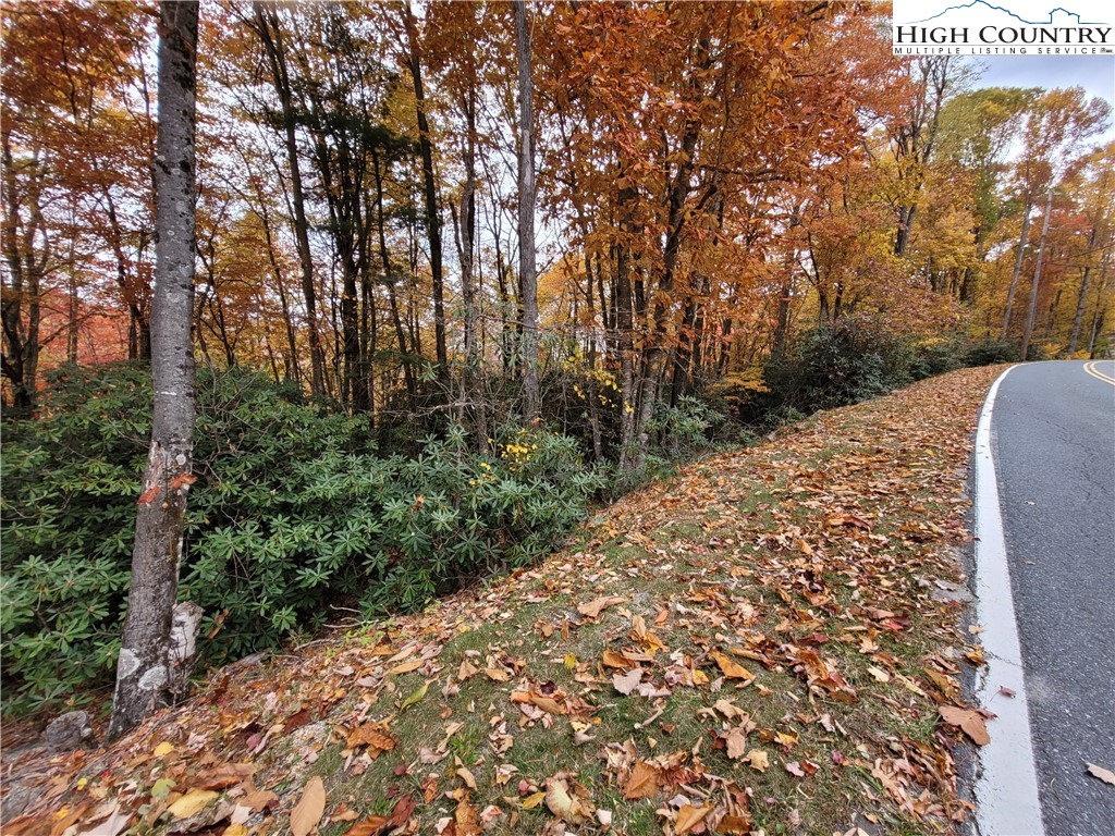 1134 Pine Ridge Road Beech Mountain, NC 28604 - Photo 3 of 5 a view of a large tree with lots of bushes