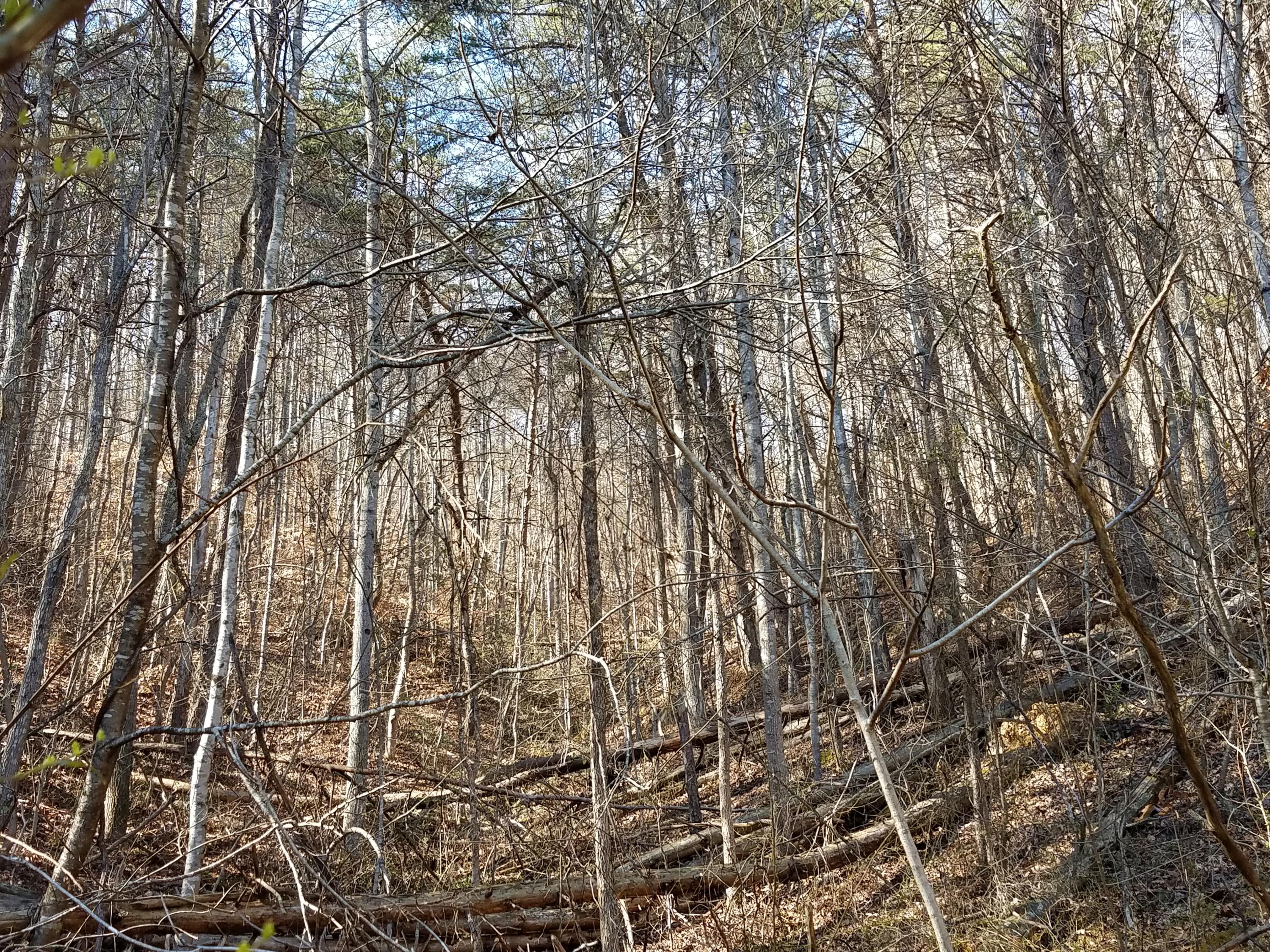 Tbd Miller Hollow Road, Unit 5ACRES Bean Station, TN 37708 - Photo 3 of 5 20180227_150838