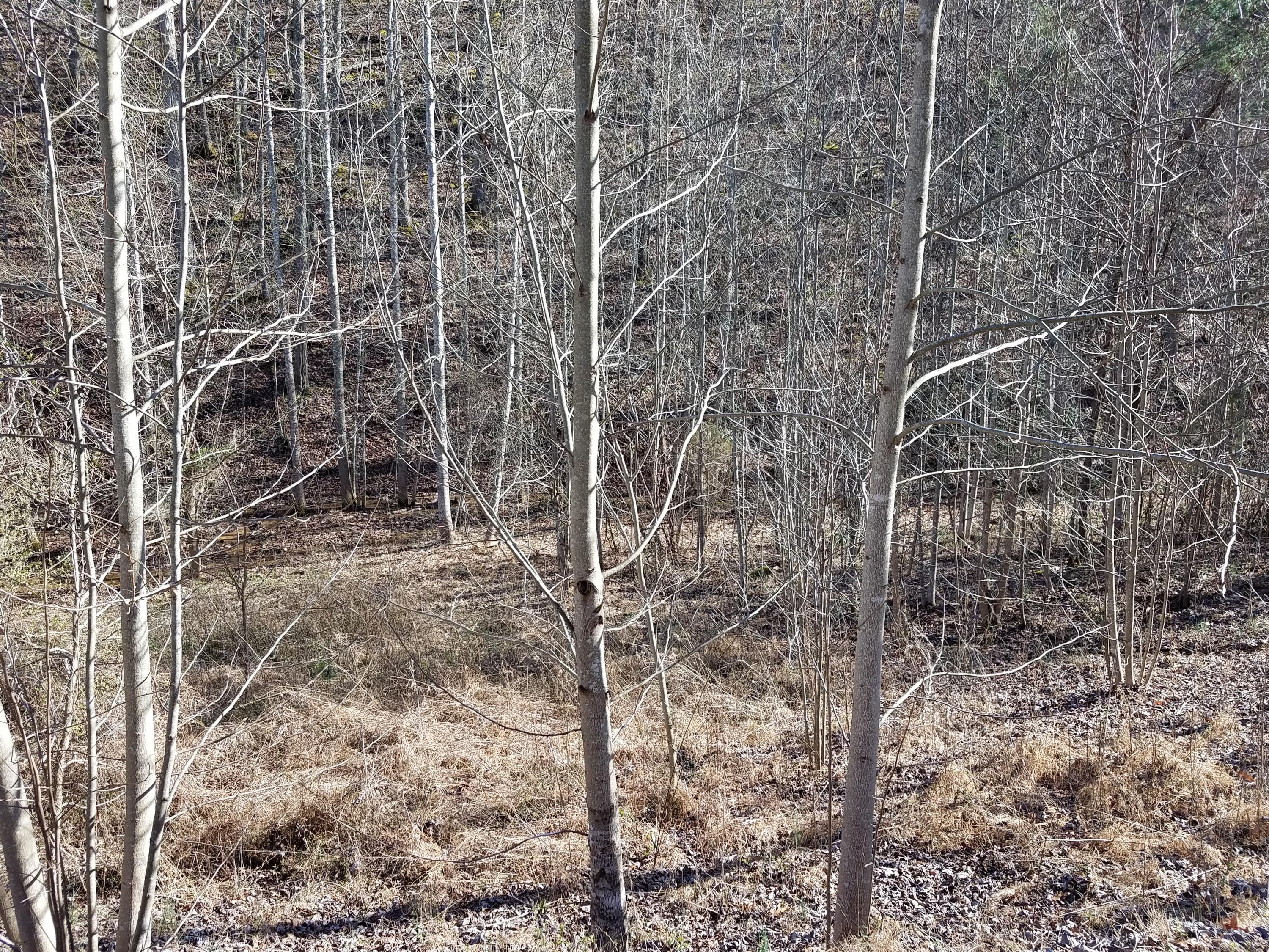 Tbd Miller Hollow Road, Unit 5ACRES Bean Station, TN 37708 - Photo 4 of 5 20180227_152522