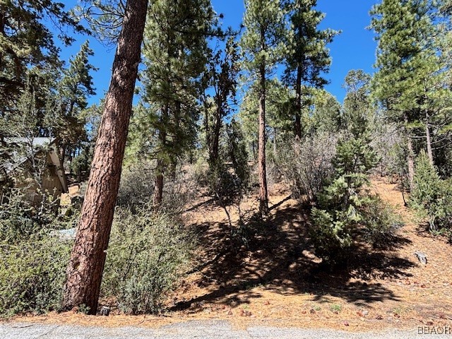 0 East Rainbow Boulevard Big Bear City, CA 92314 - Photo 5 of 6 a view of tree