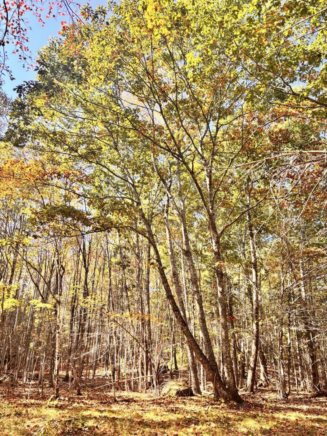150 Bowden Point Road Prospect, ME 04981 - Photo 27 of 31 3