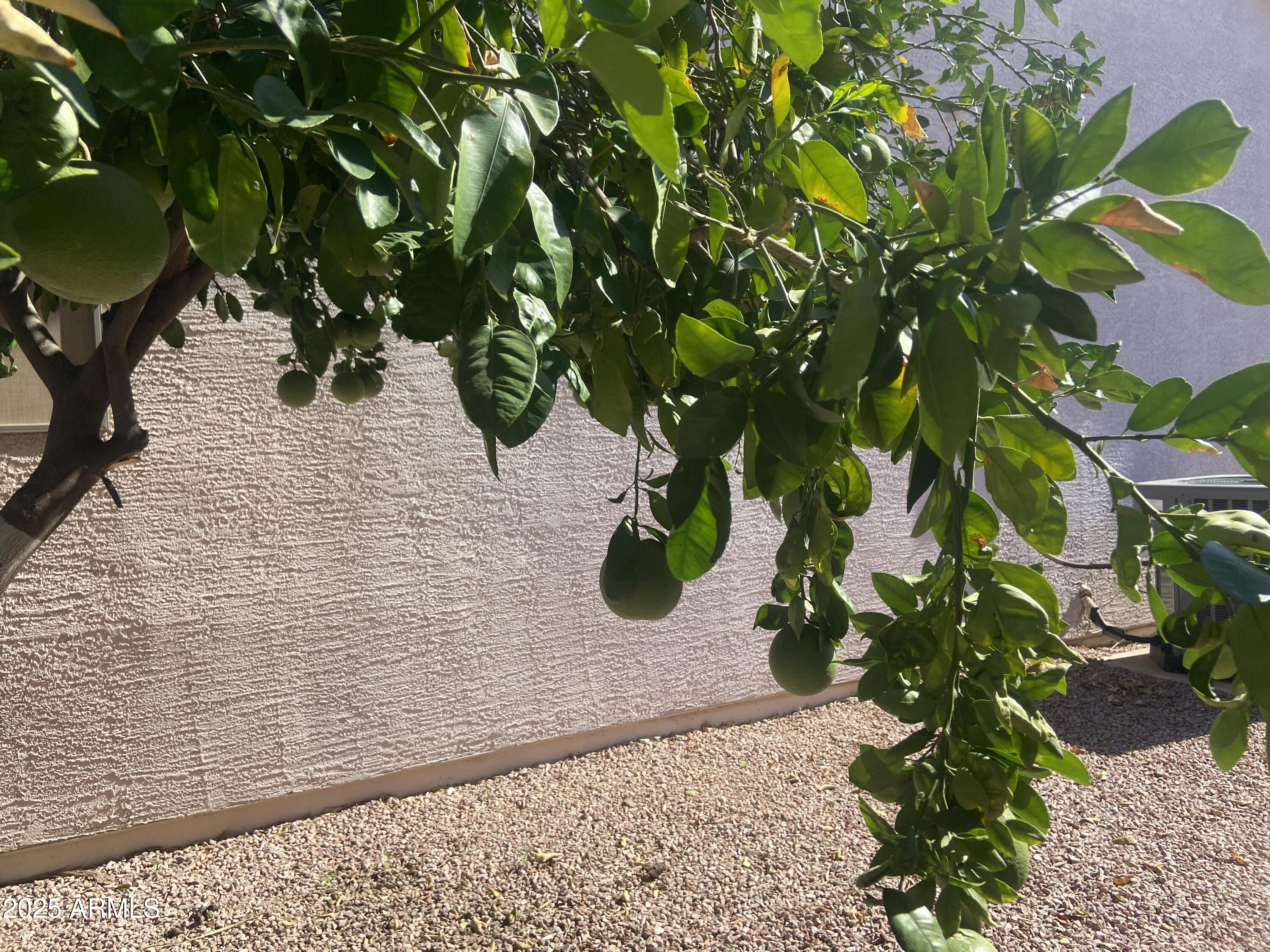 2101 South Meridian Road, Unit 431 Apache Junction, AZ 85120 - Photo 23 of 26 IMG_5131