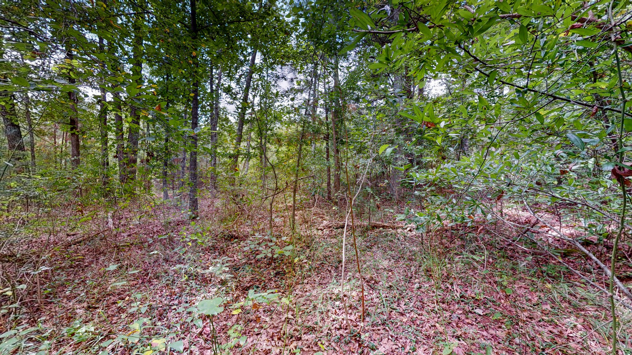 0 Martin Road Morrison, TN 37357 - Photo 19 of 29 a view of a forest with trees
