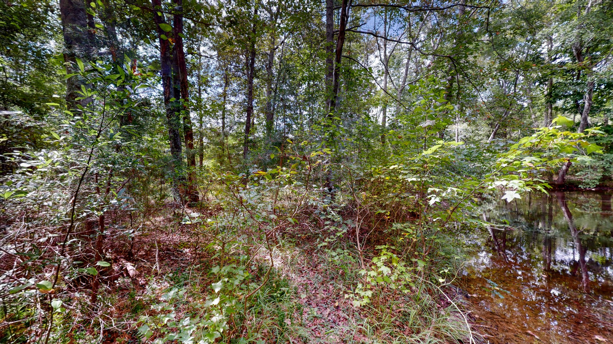 0 Martin Road Morrison, TN 37357 - Photo 20 of 29 a view of a tree