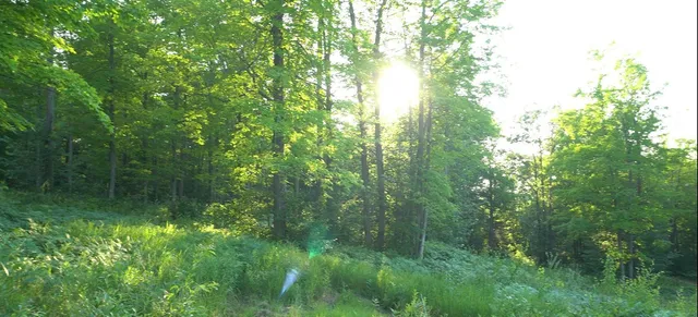 $59,000 | 83-xxx - Lot 7 83-xxx - Road, Bayfield, WI 54814