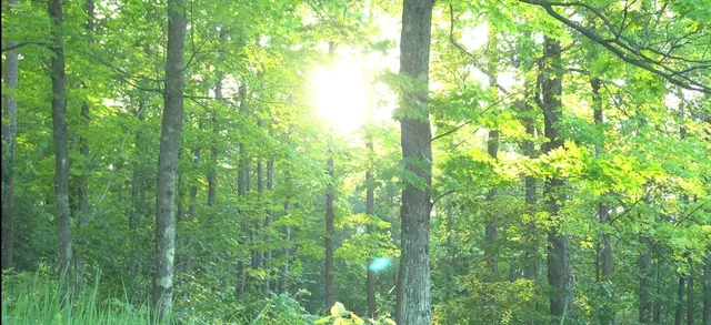 $59,000 | 83-xxx - Lot 7 83-xxx - Road, Bayfield, WI 54814