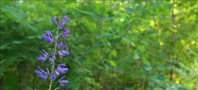 $59,000 | 83-xxx - Lot 7 83-xxx - Road, Bayfield, WI 54814