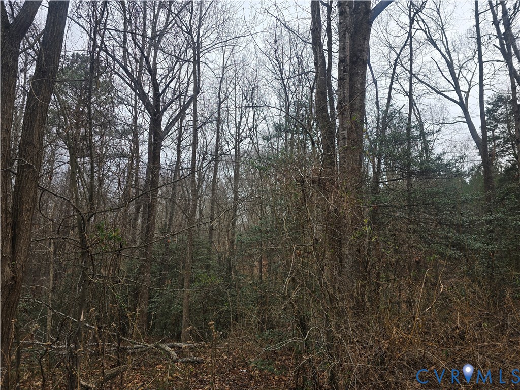 1402 Lewis Level Road Tappahannock, VA 22560 - Photo 7 of 14 a view of forest