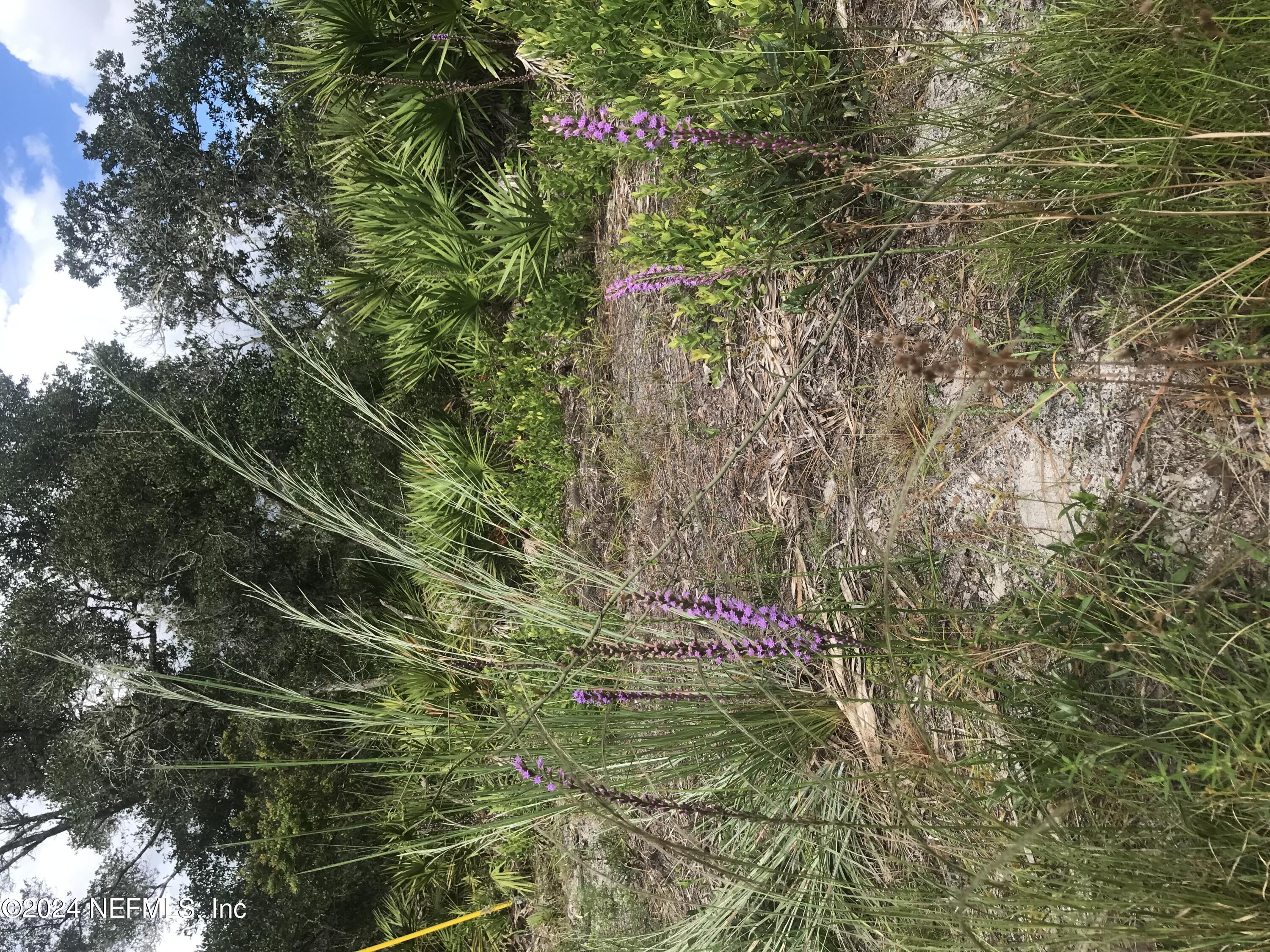 0 Summit Road Satsuma, FL 32189 - Photo 1 of 5 a backyard of a house with lots of green space