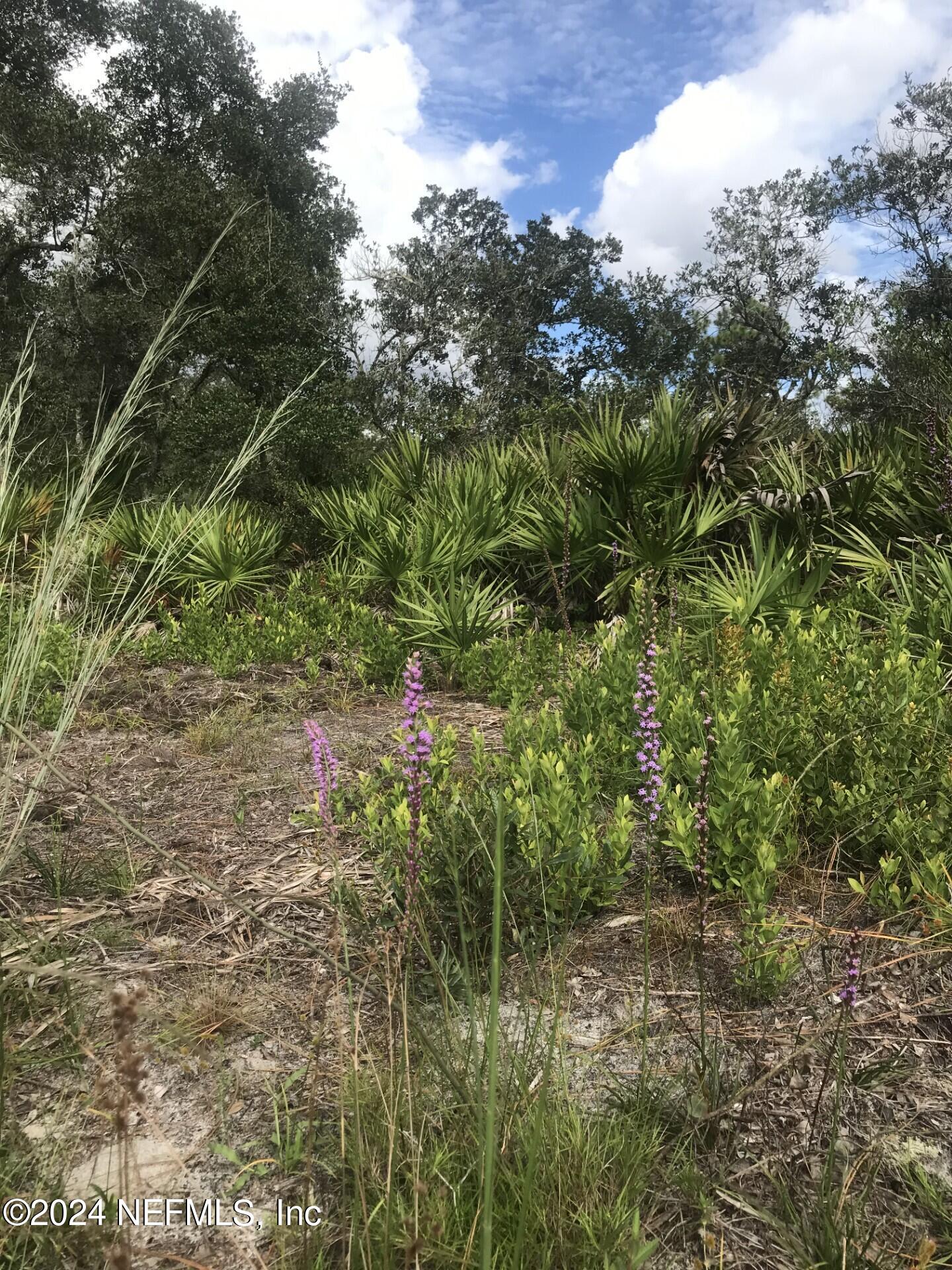 0 Summit Road Satsuma, FL 32189 - Photo 4 of 5 a view of a forest