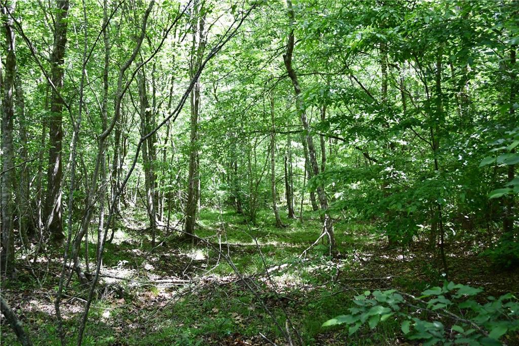 1 Wilson Road Temple, GA 30179 - Photo 14 of 88 a view of a lush green forest