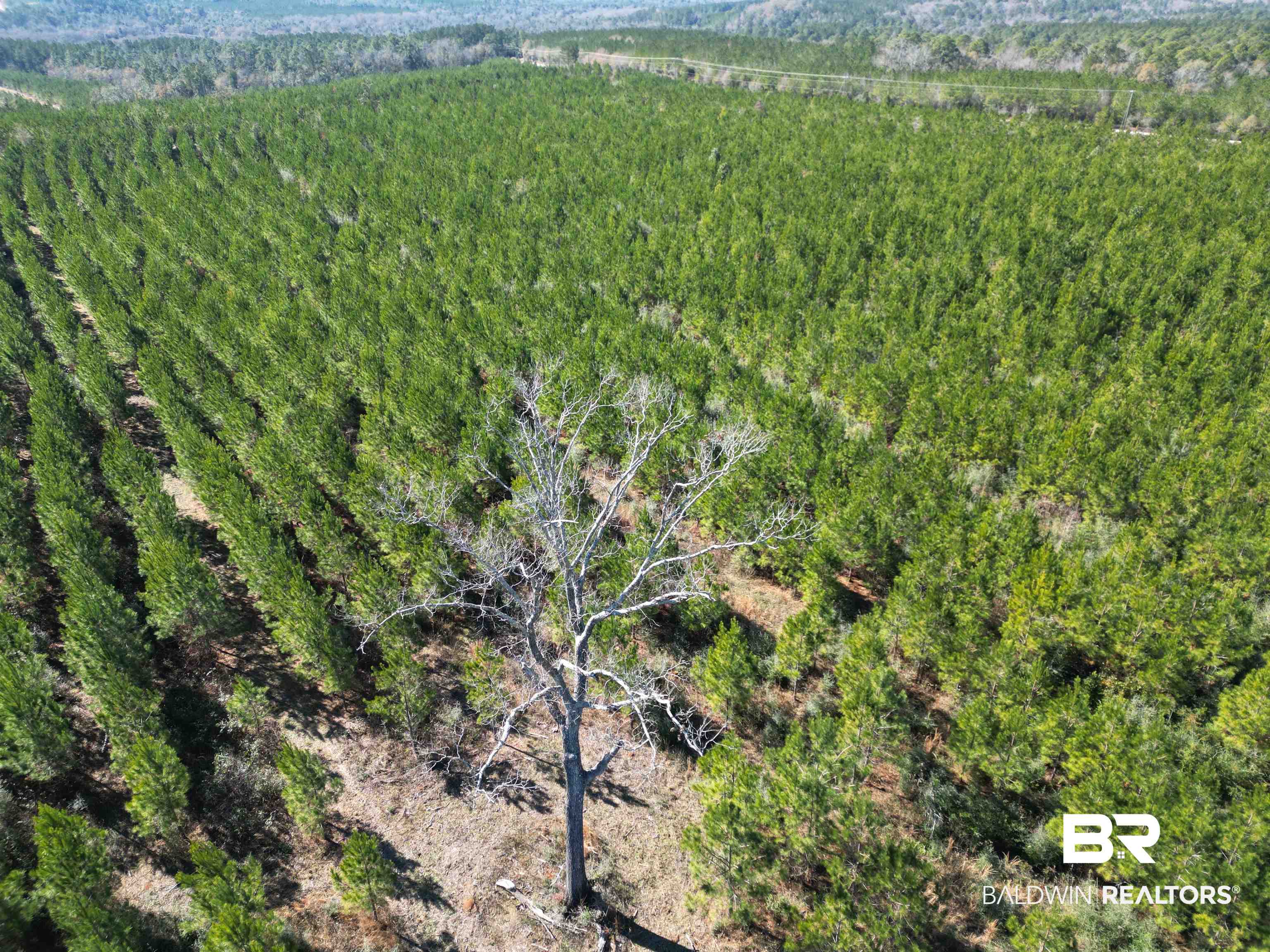 Lot 4 Robinsonville Road Atmore, AL 36502 - Photo 3 of 18