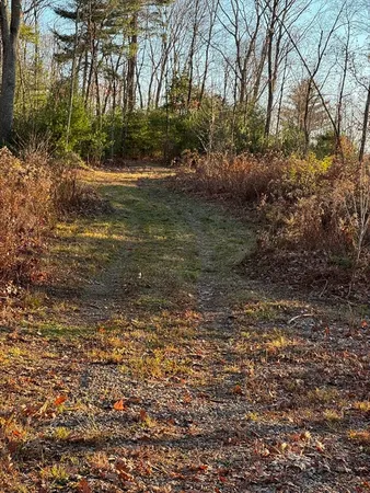 a view of a yard