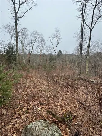a view of a yard