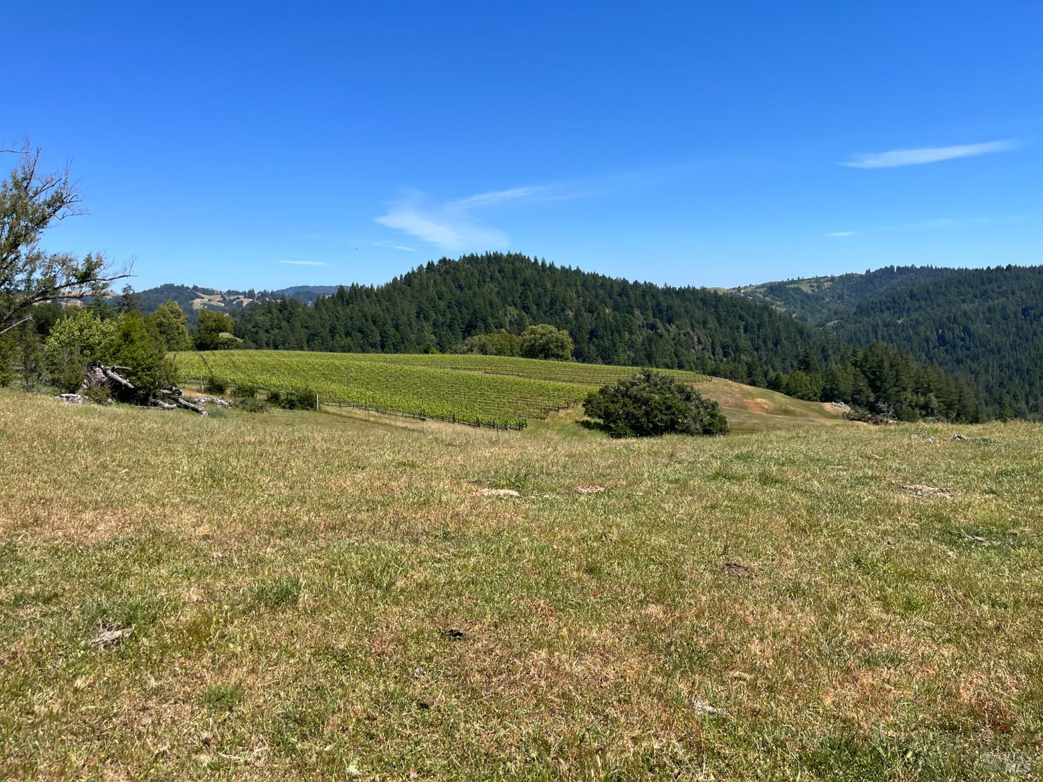 38555 Hauser Bridge Road Cazadero, CA 95421 - Photo 54 of 93