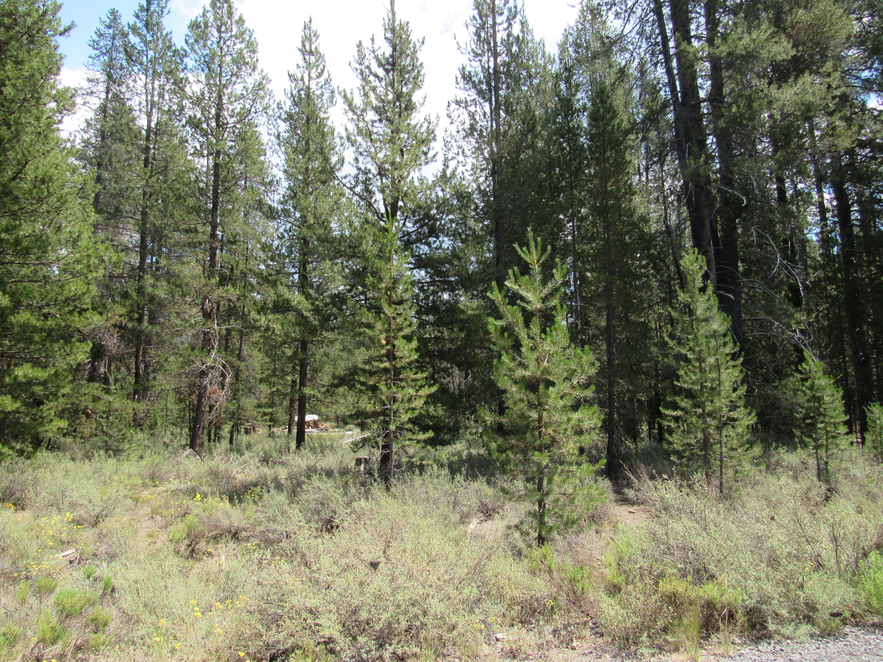 72915 Sun Mountain Road Chiloquin, OR 97624 - Photo 5 of 19 5+acres of timber on a creek