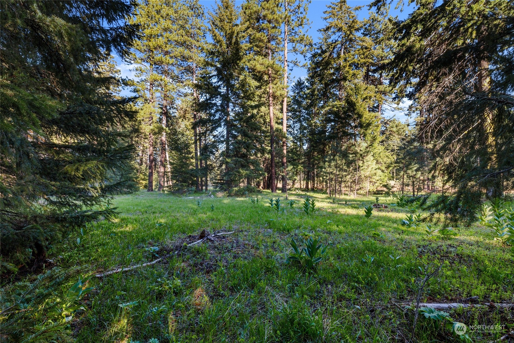 961 Larkspur Loop Cle Elum, WA 98922 - Photo 7 of 17 a lush green forest with lots of trees