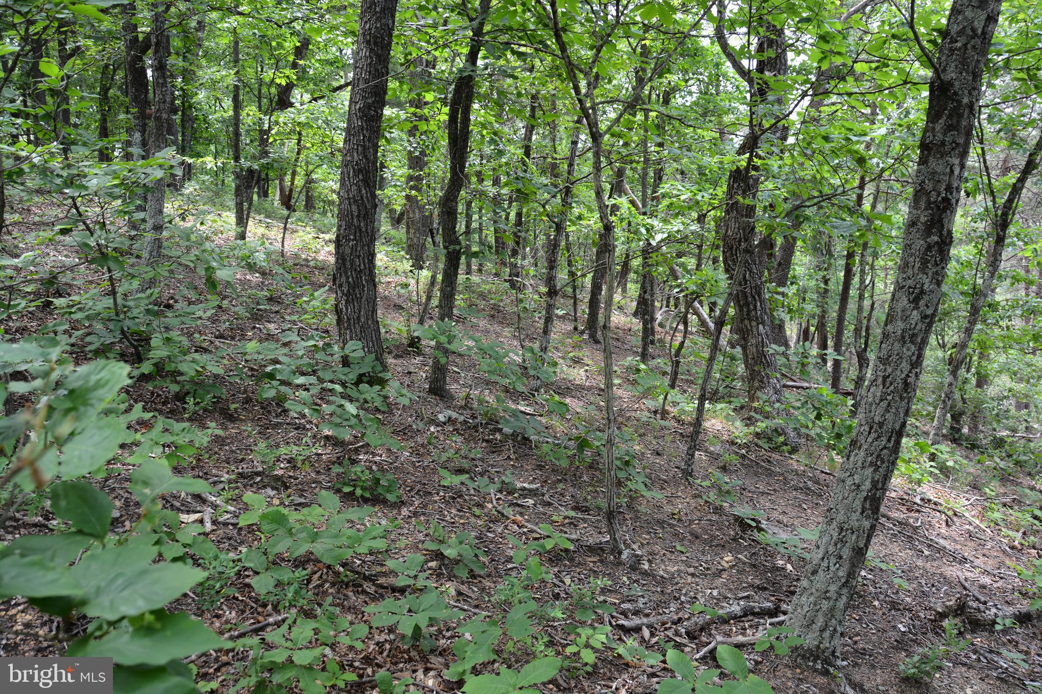 Two Lots On Siler Road Winchester, VA 22603 - Photo 23 of 38 a view of outdoor space and green space