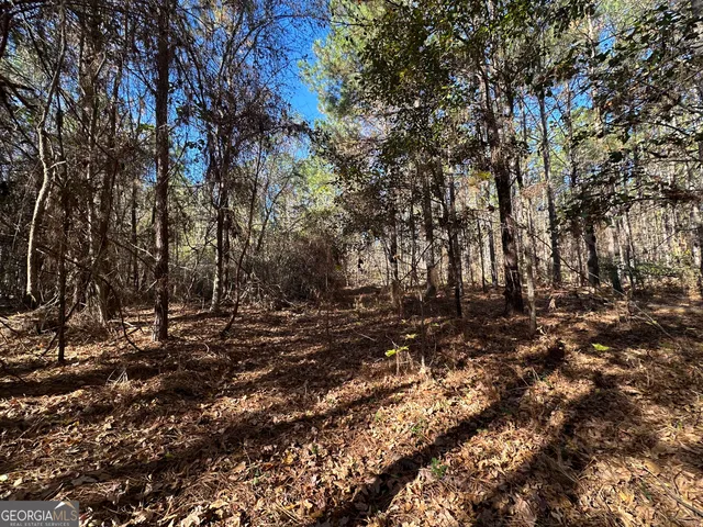 a view of a forest with trees