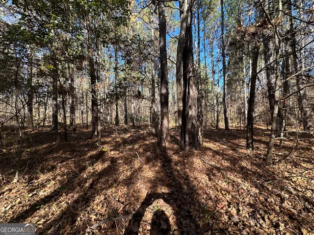 a view of a forest with trees