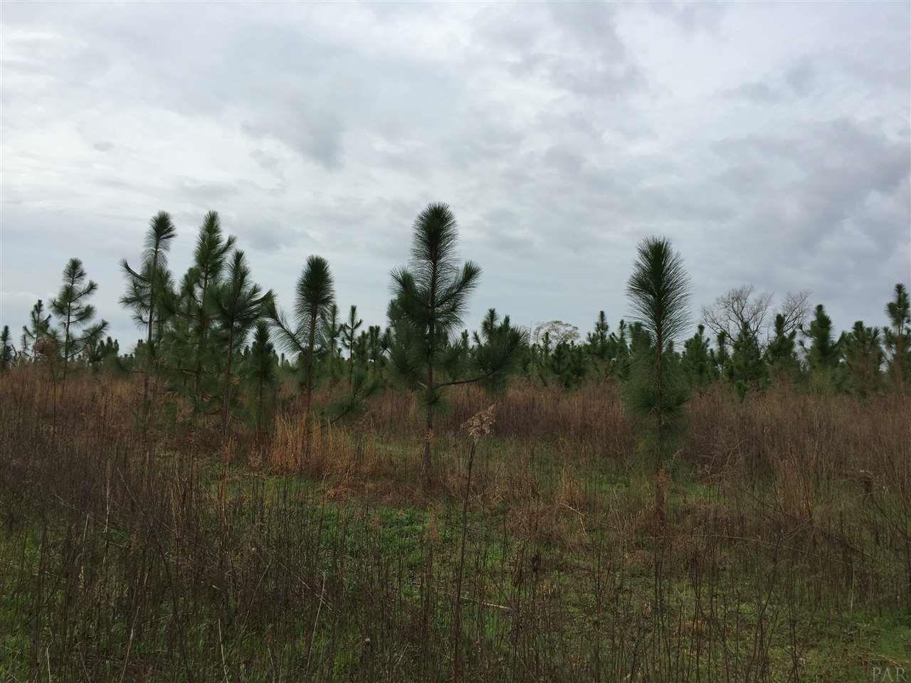 133 County Road Bluffton, GA 39824 - Photo 39 of 48