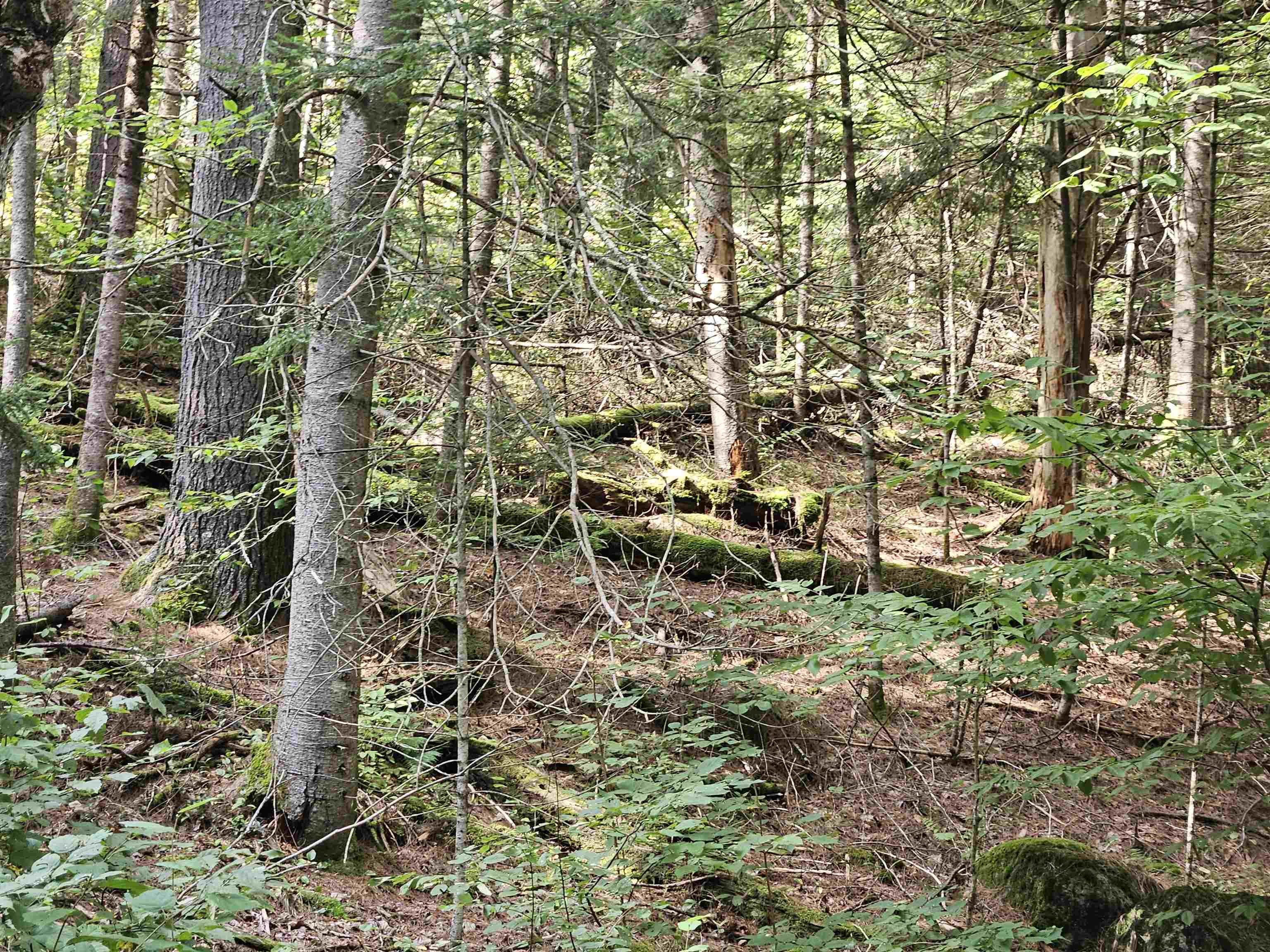 Lot 59 Old Whitefield Road Bethlehem, NH 03574 - Photo 10 of 36 Gallery Image 10