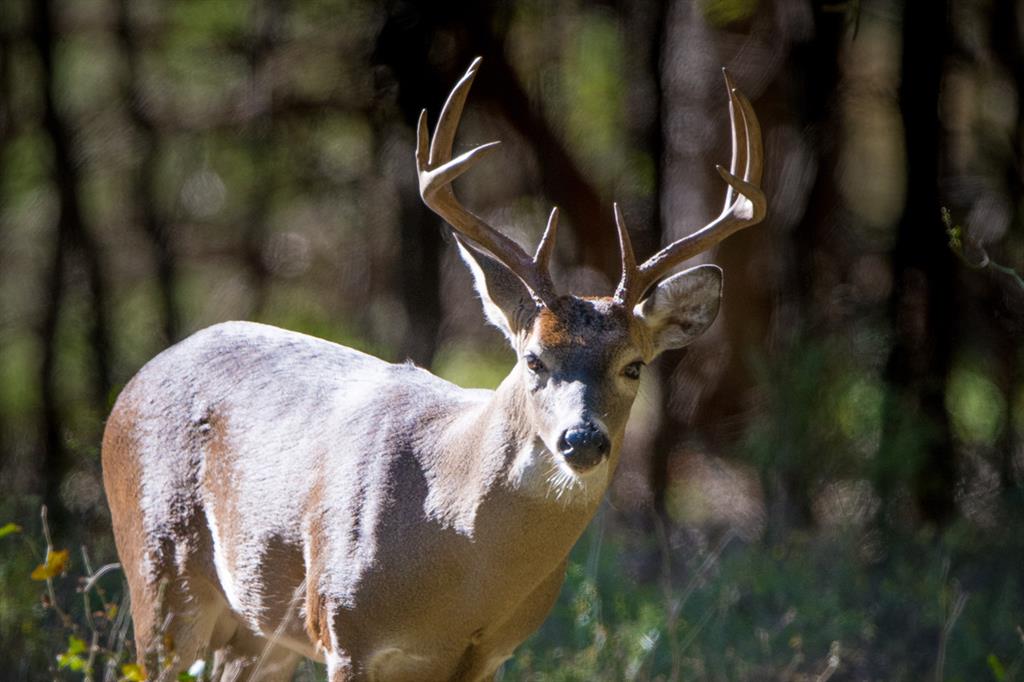6327 Solana Ranch Road Salado, TX 76571 - Photo 12 of 16 a close up of a sink