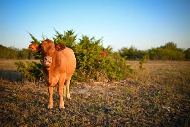 a view of a field with trees in background