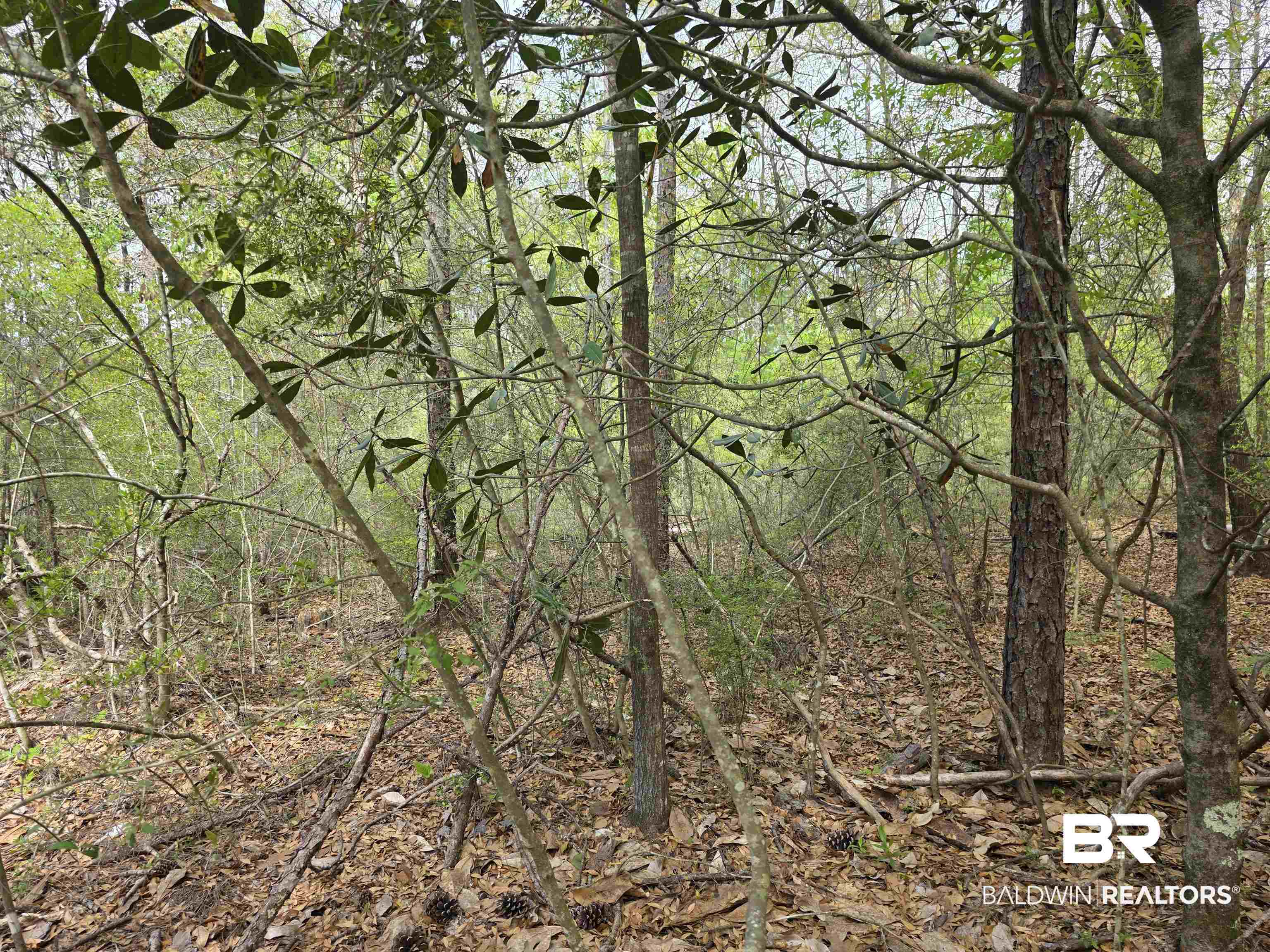 12287 Red Hill Rd Extension Bay Minette, AL 36507 - Photo 2 of 10 View of woods