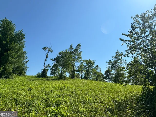 a view of a bunch of trees