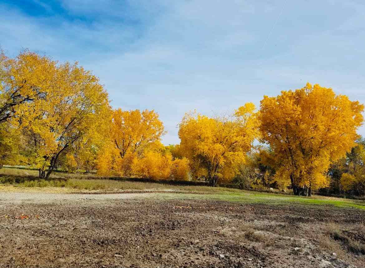 3301 F Road Clifton, CO 81520 - Photo 32 of 42 a view of yard with large trees