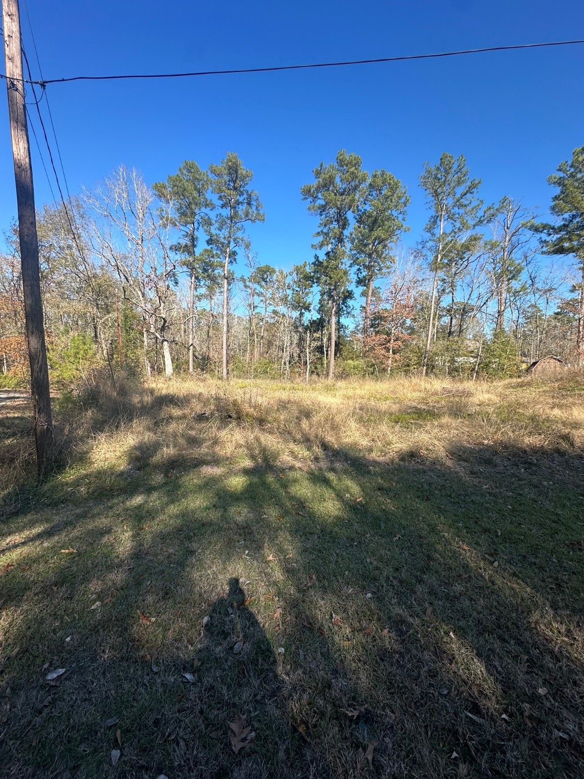 a view of a yard with a tree