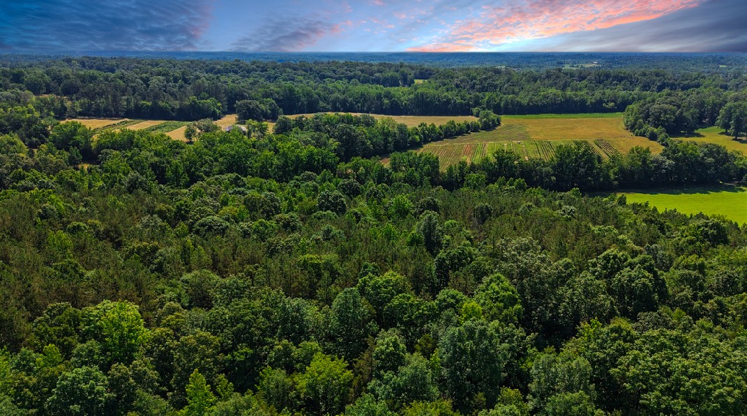 0 Beech Ridge Road Parsons, TN 38363 - Photo 5 of 14