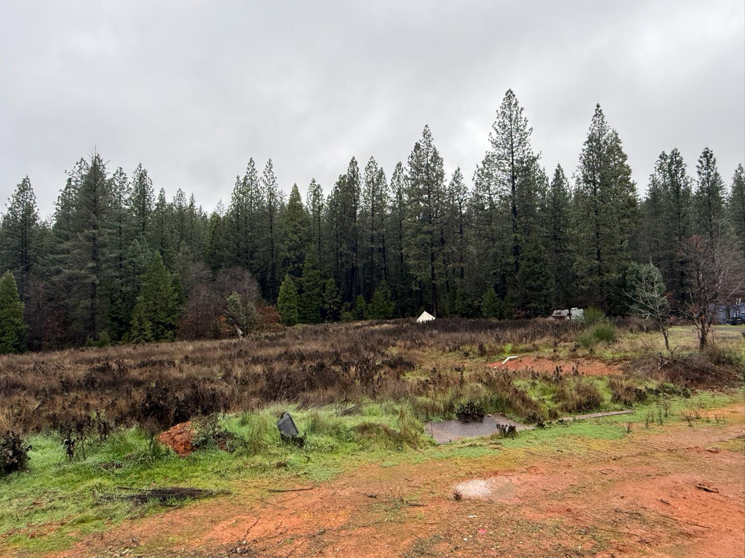 17288 Farrell Ravine Way Nevada City, CA 95959 - Photo 11 of 18 a view of a yard with trees in the background