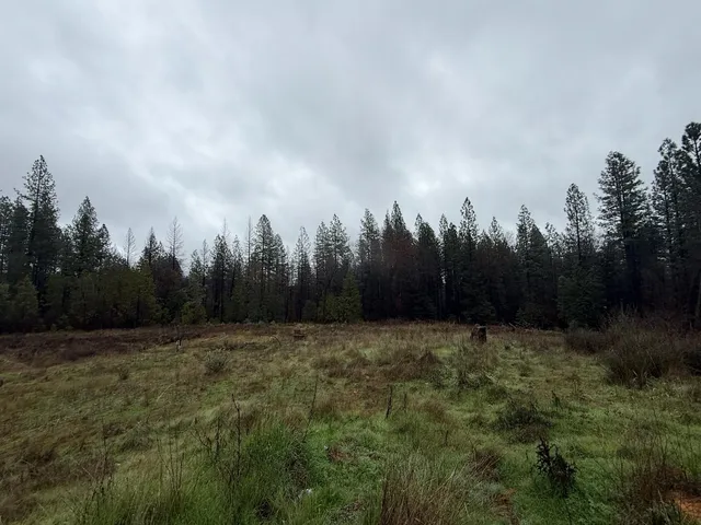 a view of a yard with trees in the background