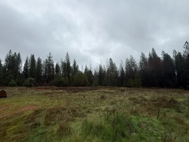 a view of a yard with trees in the background